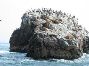 paracas 